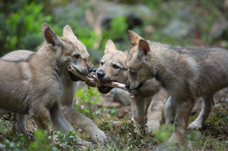 Vier Wolfswelpen beim spielerischen Kampf um einen Hirschknochen. – Bild: RTL /​ Boréales /​ Terra Mater Factual Studios /​ Cyril Ruoso