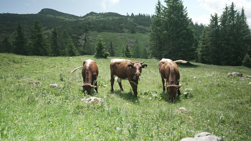 . – Bild: Bergblick . – Bild: Bergblick