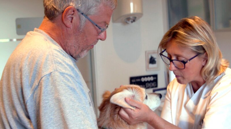 Tierärztin Stephanie Petersen untersucht Benny, den Urlauber Heinz Josef Haneklaus wegen juckenden Ohren vorsorglich vorstellt. – Bild: NDR/​Doclights GmbH