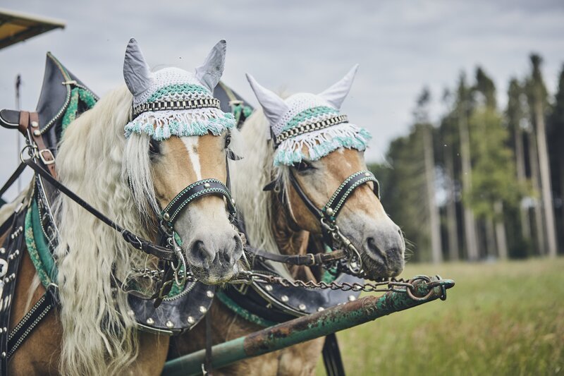 Die Kutschpferde. – Bild: BR/​megaherz gmbh/​Philipp Thurmaier