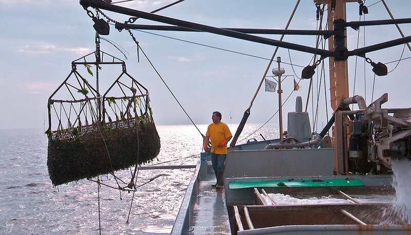 Muschelfang in der Oosterschelde. – Bild: NDR/​Manfred Schulz TV & FilmProduktion