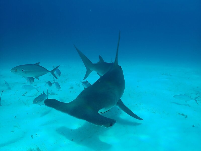 Bullenhai vs. Hammerhai – Bild: NGC Network US, LLC. /​ Mike Heithaus