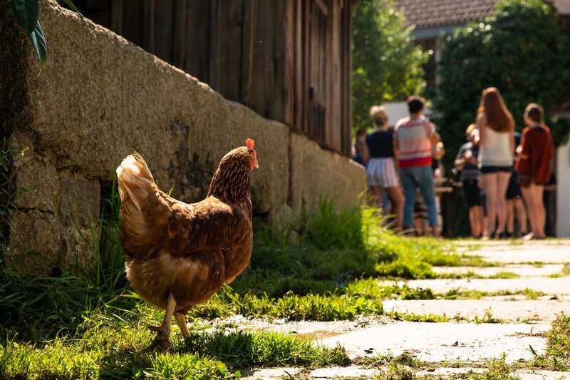 Ein Huhn auf dem Biohof Raithel. – Bild: BR/​megaherz gmbh/​Moritz Sonntag