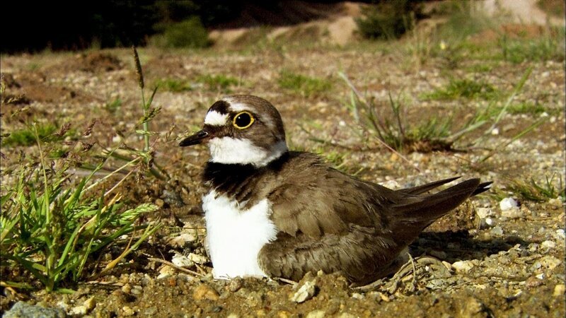 Flussregenpfeiffer. – Bild: 3sat