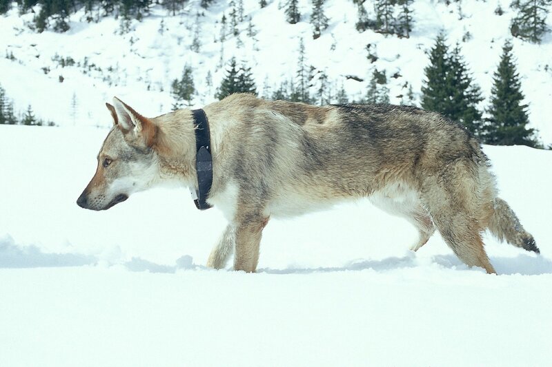 Der Weihnachtswolf – Bild: RTL /​ Marco Meenen
