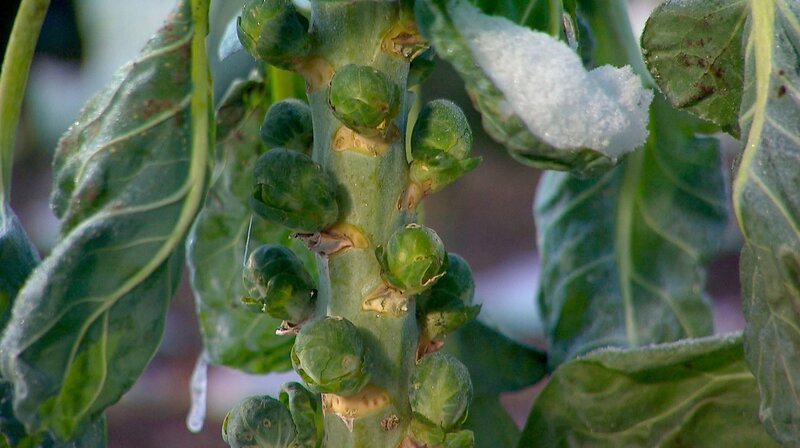 Wer im Herbst und Winter Gemüse ernten möchte, muss jetzt vorsorgen. Moderatorin Sabrina Nitsche sät und pflanzt nach. – Bild: BR