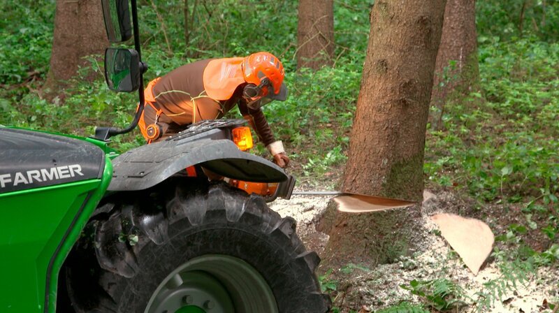 Weil sich der Borkenkäfer in seinem Wald ausgebreitet hat, muss Sepp Hanrieder vom Kratzerhof bei Freising die befallenen Bäume fällen und schnellstmöglich aus dem Forst bringen. – Bild: NDR/​BR/​isarflimmern/​Michael Facchini