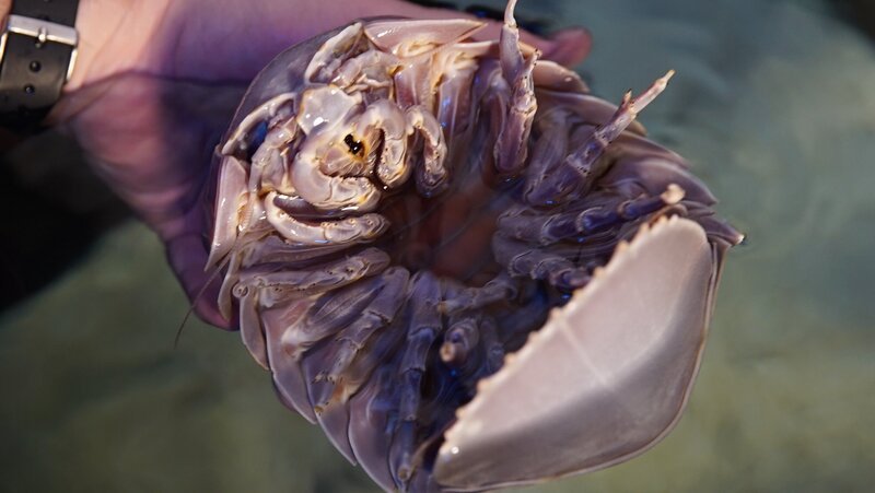 Bild: WAGTV Lizenzbild frei