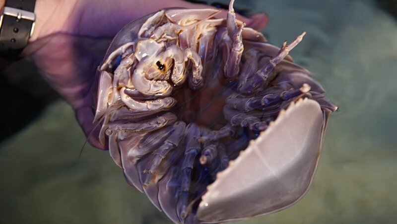 Bild: WAGTV Lizenzbild frei