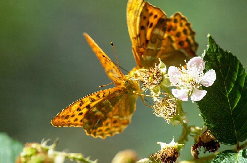 Von lebenslanger Treue bis zur flüchtigen Begegnung – die Natur kennt viele Verhaltensweisen, die der Fortpflanzung dienen. – Bild: Humble Bee Films