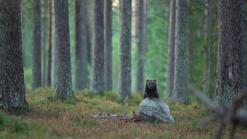 Bärenmarder – Bild: RTL /​ Terra Mater
