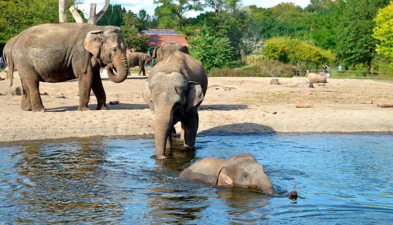 Großputz im Tierpark bei den asiatischen Elefanten. – Bild: rbb/​Thomas Ernst