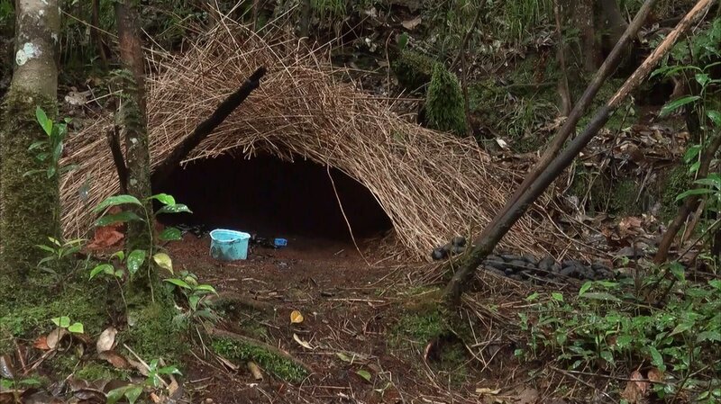 Die Konstruktion eines Hüttengärtners – er gehört zu den Laubenvögeln, an der er rund 3 Monate gearbeitet hat. Zusammen mit der Dekoration dient die Laube dazu, Weibchen anzulocken. Die eindrucksvollen Gesänge dienen der Präsentation. – Bild: BR