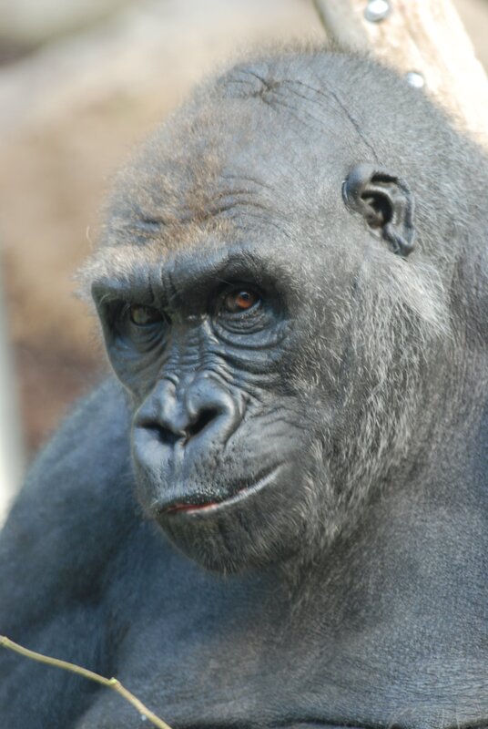 Die Gorillas haben Ärger. – Bild: BR/​Jens-Uwe Heins/​Jens-Uwe Heins