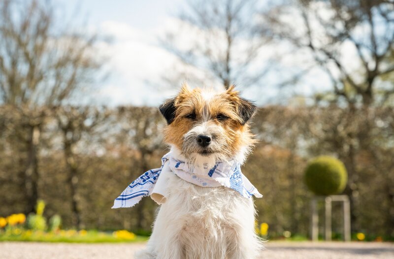 Zitterinchen ist Retterin in der Not und Überbringerin so mancher wichtigen Nachricht. – Bild: MDR/​HR/​RB/​KInderfilm GmbH/​Anke Neugebauer