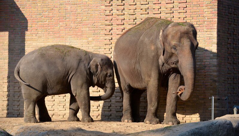 Zoo Berlin: Elefantenkind Anchali soll heute auf die Waage. – Bild: rbb/​Thomas Ernst