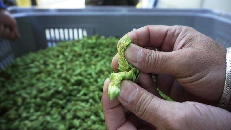 Frisch geernteter Hopfen im Piemont. – Bild: ORF/​ORF-Tirol