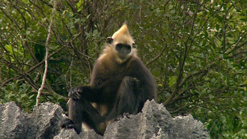 Ein junges Goldkopflanguren-Weibchen. – Bild: BR
