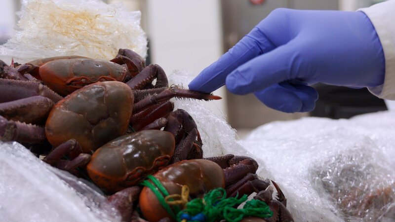 Krabben – Bild: DSPL