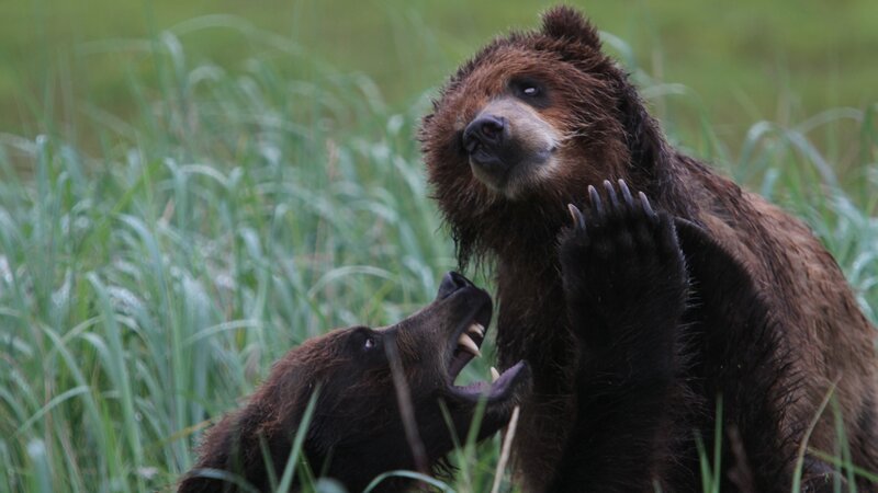 Bears fighting, Admiralty Island, Alaska. – Bild: Discovery Communications