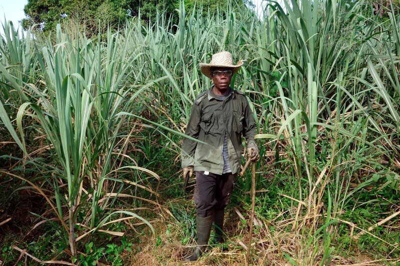 Letzter Tag vorm Ruhestand: Jahrelang hat Ramon Marcassin die Zuckerrohrfelder der Rum-Destillerie Neisson beackert. – Bild: Spiegel TV /​ SPWI