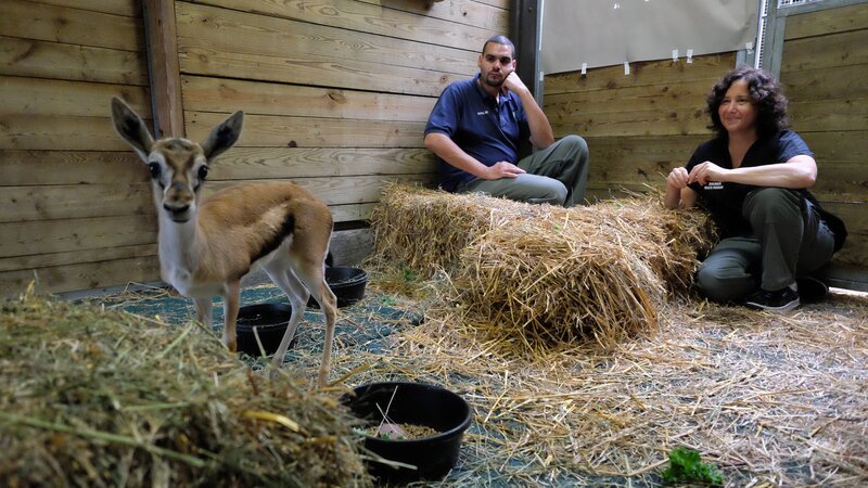 Jose Vasquez and Karen Ingerman check up on the baby gazelle. – Bild: Animal Planet /​ Photobank 35177_ep101_058.JPG /​ Discovery Communications