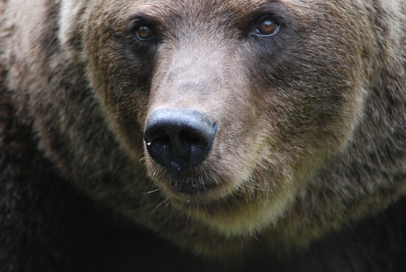 Braunbär „Boris“ soll auf die Waage. – Bild: BR/​Jens-Uwe Heins/​Jens-Uwe Heins