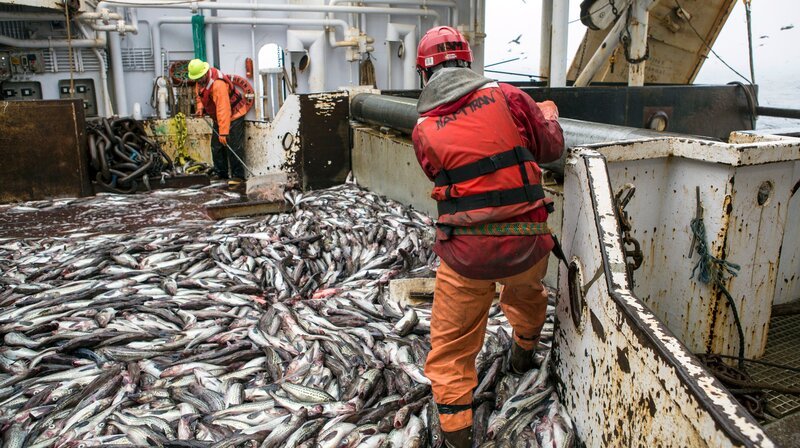 Zukünftige Fischstäbchen – Alaska-Seelachs auf dem Deck der „Northern Hawk“. Einen Großteil seiner Fische bezieht Frosta aus der Beringsee. Weitere Fotos auf Anfrage. – Bild: NDR/​doc.station GmbH