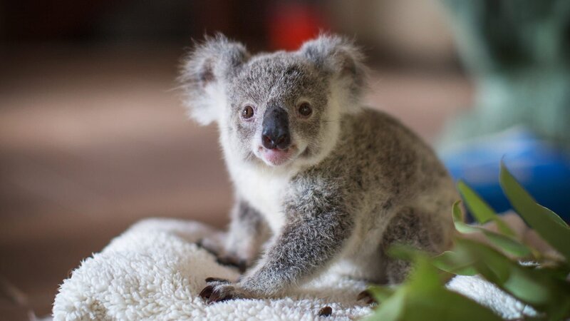 Koala. – Bild: Warner Bros. Discovery