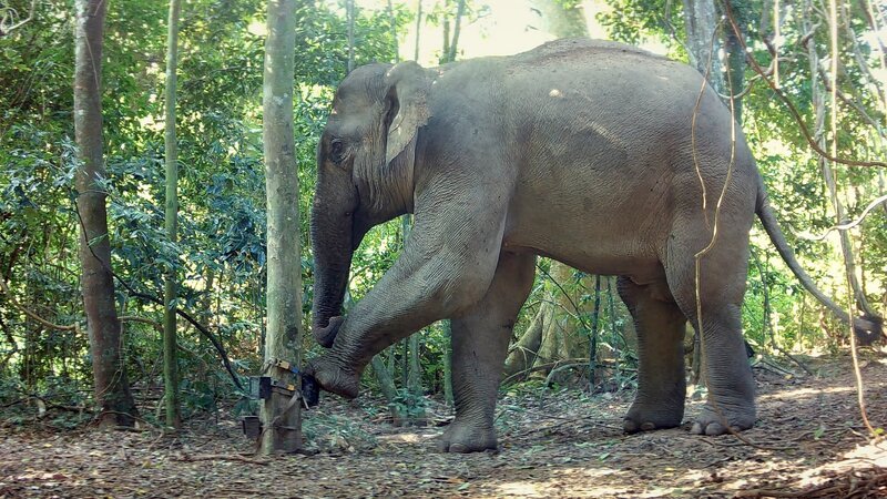 Ein Elefant zerstört eine der Kamerafallen, mit denen das Film-Team automatisiert Aufnahmen der grauen Riesen im Nationalpark von Kui Buri machte. Und das war beileibe nicht der einzige derartige Schadensfall … – Bild: Rob Murray /​ Terra Mater Studios GmbH