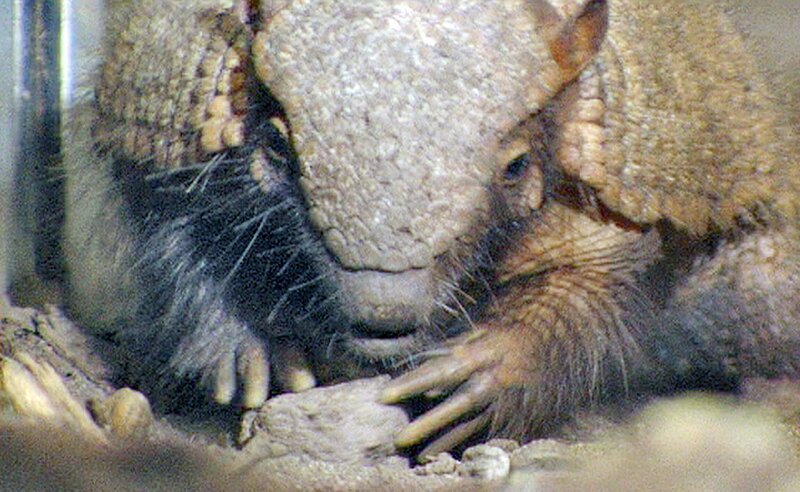 Gürteltier „Olli“ – Bild: MDR