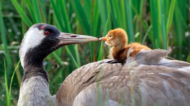 Kraniche legen meist ein oder zwei Eier. Das Kranichküken ist erst vor einem Tag aus dem Ei geschlüpft. Es verläßt schon ab und zu das Nest zur Nahrungssuche zusammen mit einem Elternvogel und kann bereits schwimmen. Zum Wärmen, Schlafen und Kuscheln kriecht es in das Gefieder seiner Eltern. Kraniche sind Nestflüchter. – Bild: WDR/​Jens Hamann Filmproduktion