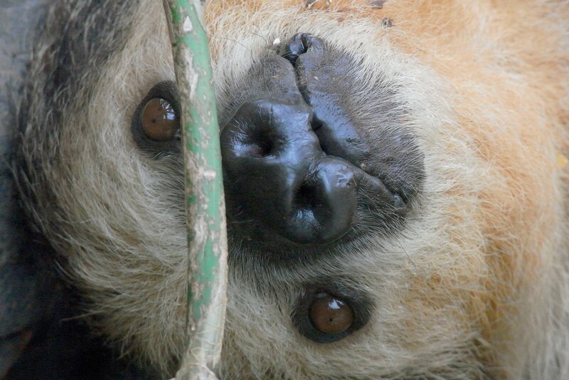 Sensation im Faultiergehege: Der Nachwuchs ist da! Und was niemand erwartet hatte – Bimba hat nicht nur ein Baby bekommen, sondern Zwillinge. So etwas kommt selbst in der Natur fast nie vor. Das Problem nur, die Faultiermutter kann sich nur um ein Kind kümmern. Darum ist Tierärztin Kirstin unverhofft zur Ersatzmama von Luca geworden. – Bild: WDR/​Loro Parque