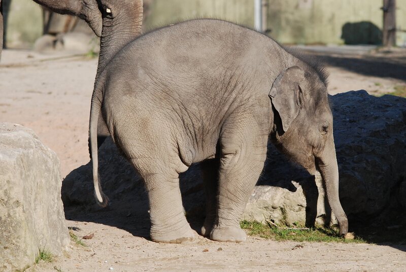 Auch der kleine Ludwig trauert. – Bild: BR/​Jens-Uwe Heins