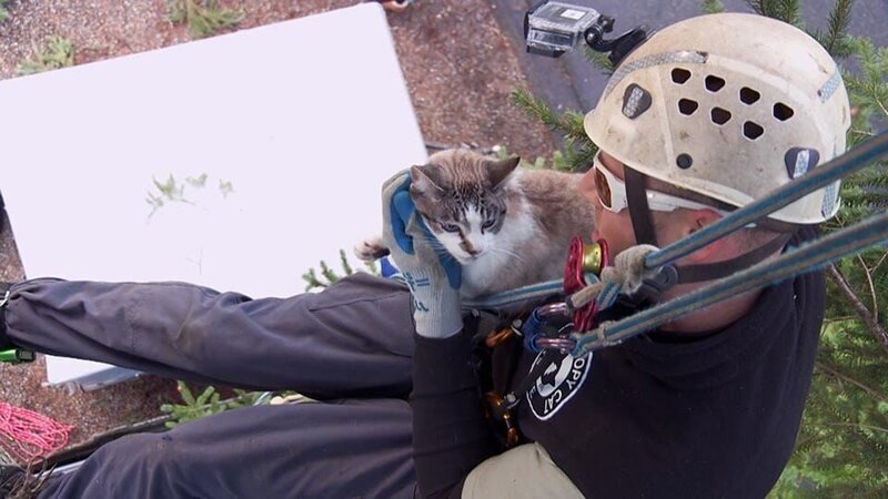 Tom Otto managed to save the frightened cat. – Bild: Animal Planet