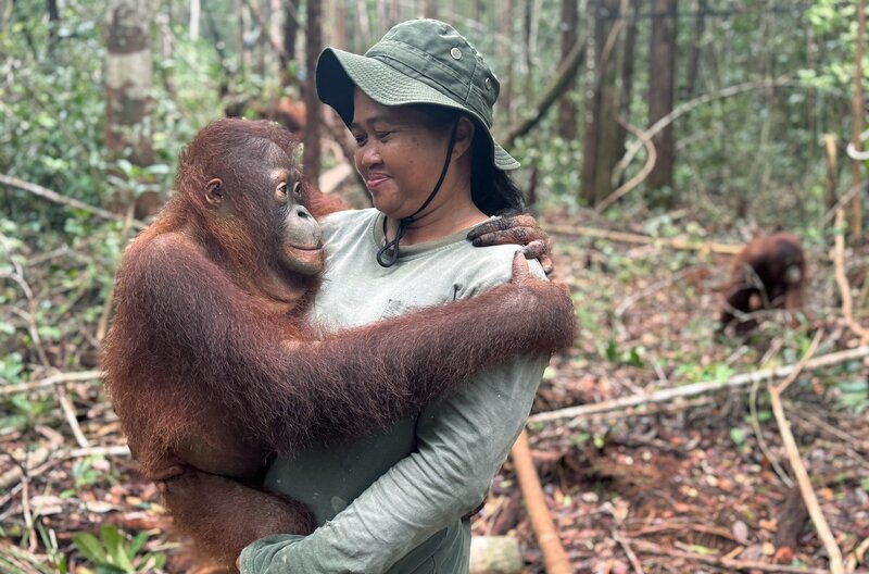 Im Waldkindergarten des BOS-Rehabilitationszentrums in Nyaru Menteng wartet ein neues Leben auf die Findelkinder. Eine der erfahrensten Erzieherinnen dort ist Ursulae. – Bild: MedienKontor/​Roland Gockel