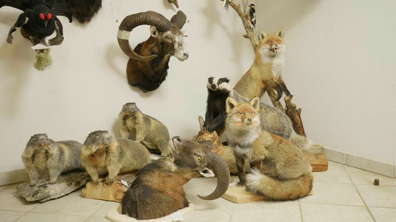 Detailaufnahme von fertiggestellten Präparaten aus dem Hause Leo Legat (Präperator) – Bild: Südkino /​ ServusTV