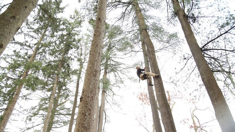 A man harnesed high up in the trees. – Bild: Animal Planet /​ Discovery Communications
