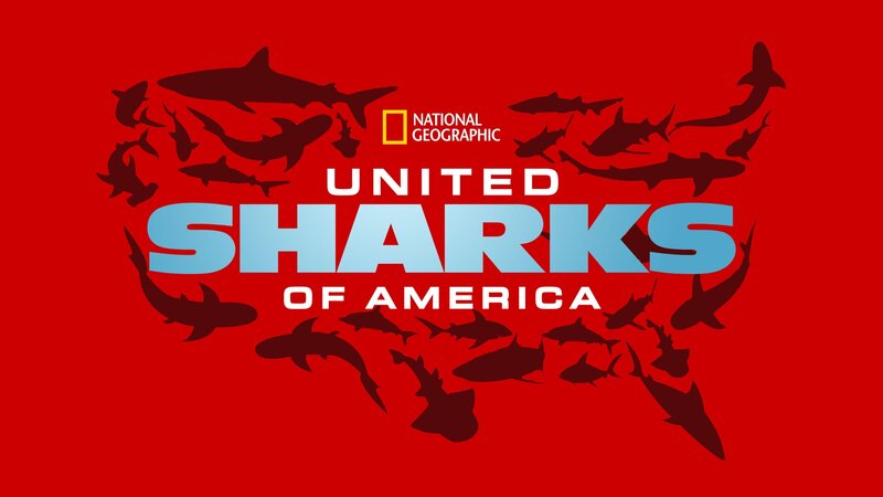 United Sharks of America – Bild: NGC Network US, LLC and NGC Network International, LLC