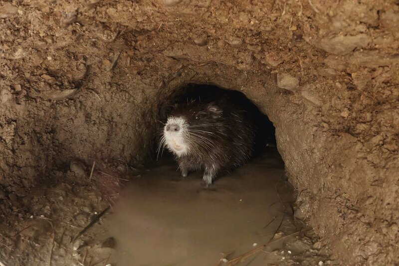 Nutrias unterhöhlen Uferböschungen. – Bild: arte/​Erik Sick