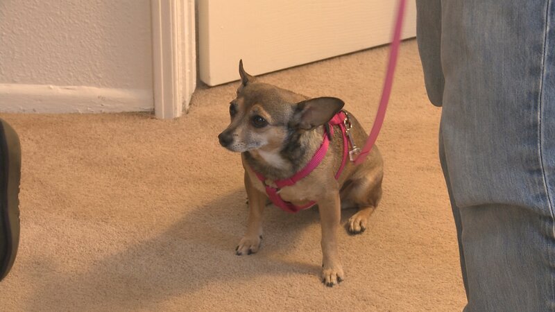 Polpette an der Leine. – Bild: Animal Planet