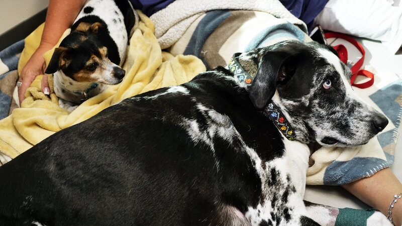 Dexter’s brother Gizmo keeps him company while they wait for Dr. Blue – Bild: Discovery Communications, LLC