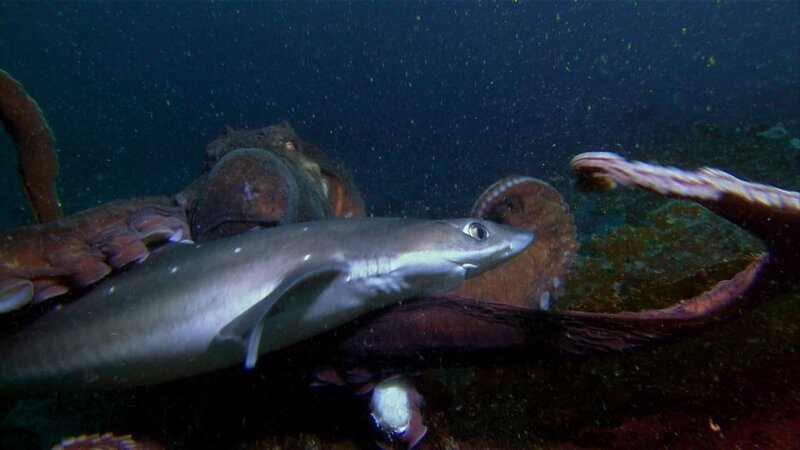 Vancouver – Oktopus vs. Dornhaihai (National Geographic) – Bild: National Geographic Partners, LLC. Vancouver – Oktopus vs. Dornhaihai (National Geographic) – Bild: National Geographic Partners, LLC.