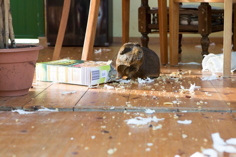 Ira ist hungrig. Auf der Suche nach etwas Fressbarem stöbert sie quer durch den Bauwagen. – Bild: ZDF/​Zia Ziarno