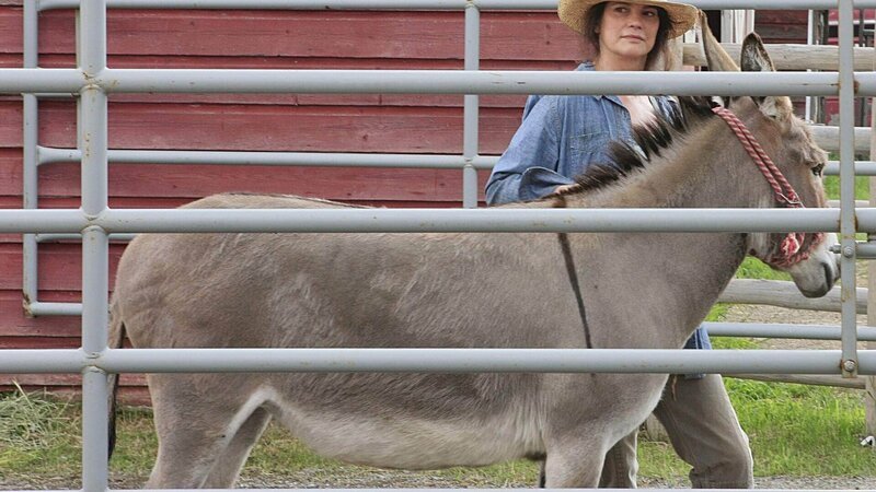 Mit ihrem Esel hilft Sarah Craven (Alberta Watson) Amy bei einem Problempferd – Bild: MG RTL D