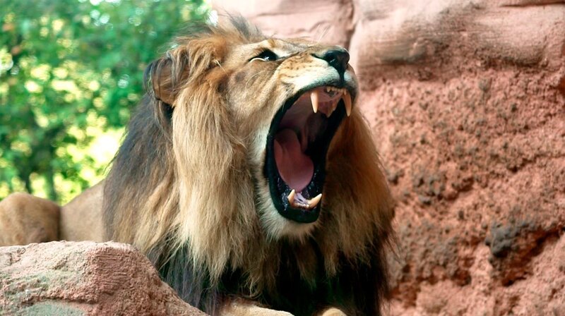 Berberlöwe Basu ist ein Vertreter der größten Löwenart der Welt. Azubi Felix Grygier ist ganz schön aufgeregt. Heute darf er zum ersten Mal die Löwenfütterung vor den Augen der Zoobesucher moderieren. Doch dafür muss die Anlage absolut sicher sein! – Bild: NDR/​Doclights 2021