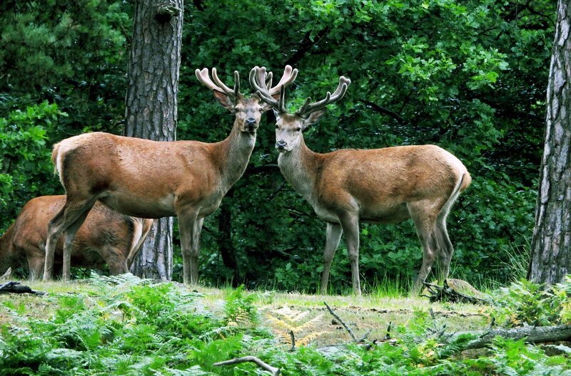 Im Naturpark Eriksberg in Südschweden leben drei verschiedene Hirscharten – der Rothirsch ist eine davon. – Bild: J. Michael Schumacher