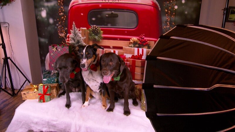 Charity-Hundefotoshooting bei Paulis Hundeausstatter. – Bild: ORF