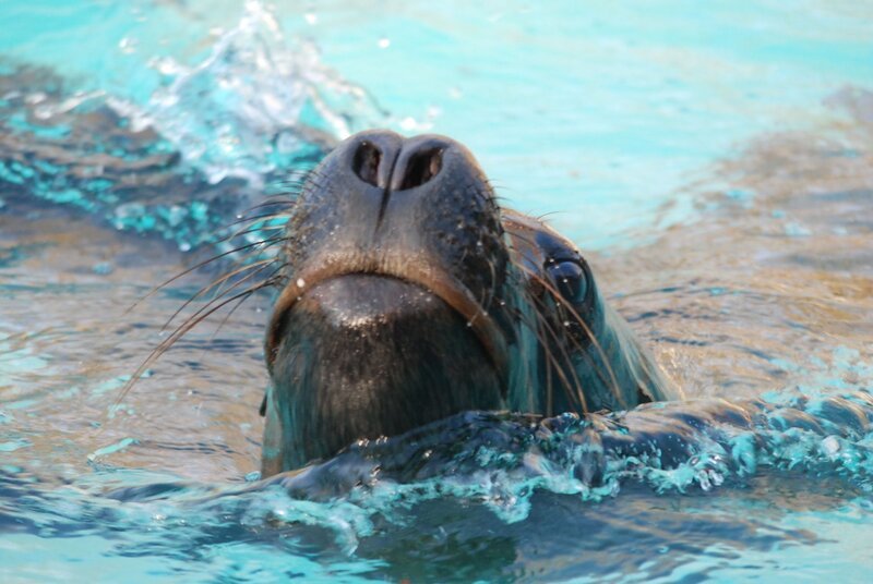 Die Mähnenrobben müssen zunehmen. – Bild: BR/​Jens-Uwe Heins