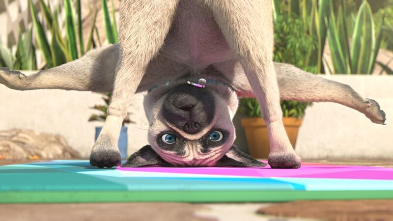Oh nein! Mike macht üble Verrenkungen. Doch lange stehen kann er so nicht … – Bild: SUPER RTL /​ Der Katzenwaschbär